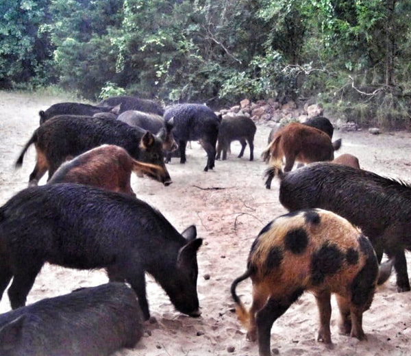 Hog Hunt